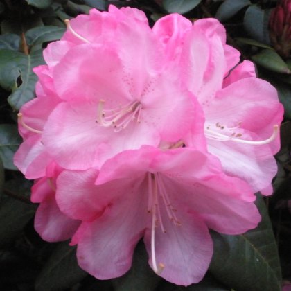 Rhododendron Stadt Essen Rhododendron Stadt Essen