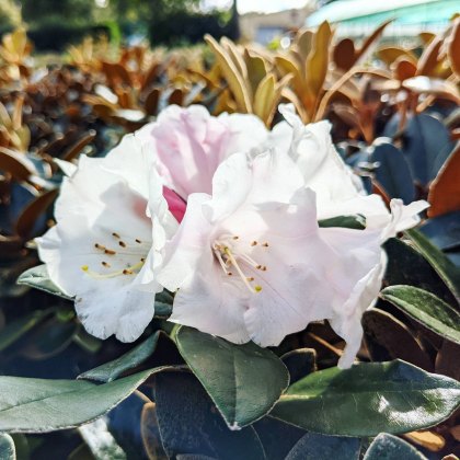 Rhododendron tsariense
