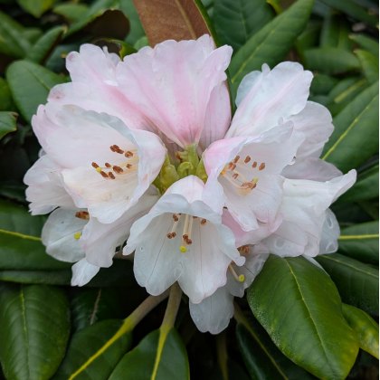 Rhododendron Rexima