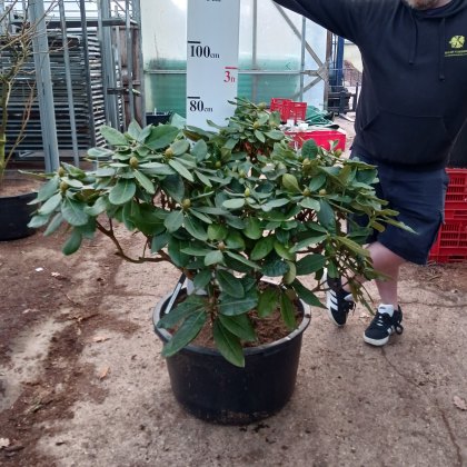 Rhododendron Jeanne Church - Open Ground Plant