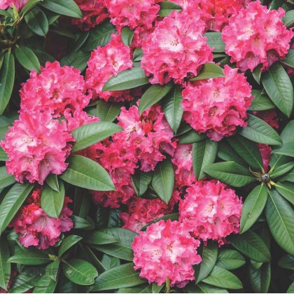 Rhododendron Nofretete