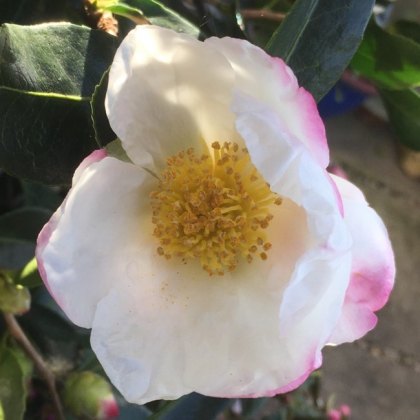 Camellia sasanqua 'Paradise Vanessa'