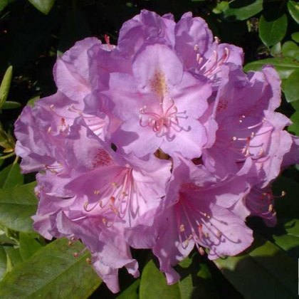 Rhododendron Catawbiense Boursault