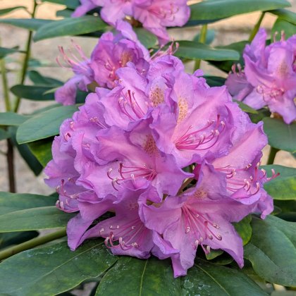 Rhododendron Catawbiense Boursault