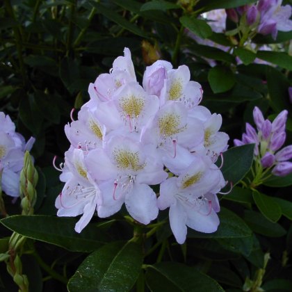 Rhododendron Catawbiense Album