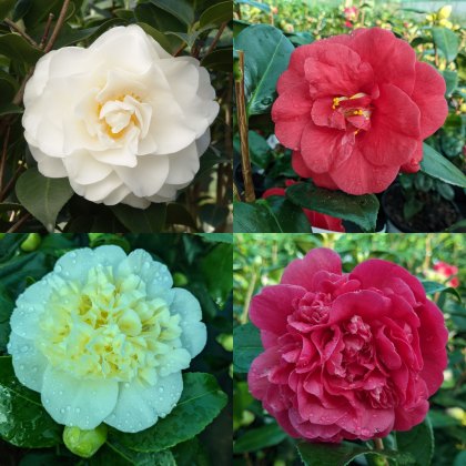 Camellia Collection (4x4Litre)