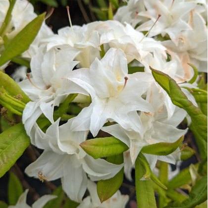 Deciduous Azalea Snow's Head