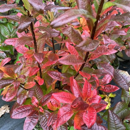 Deciduous Azalea Rumba