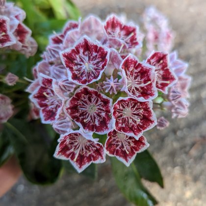 Kalmia latifolia 'Carousel'