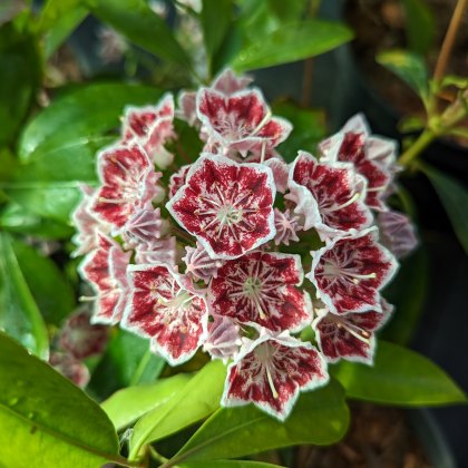 Kalmia latifolia 'Carousel'