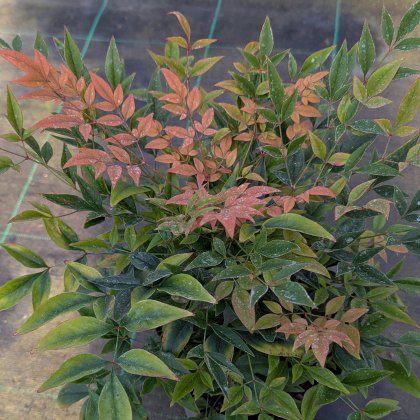 Nandina domestica 'Gulf Stream' Nandina domestica 'Gulf Stream'