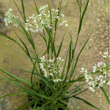 Luzula nivea