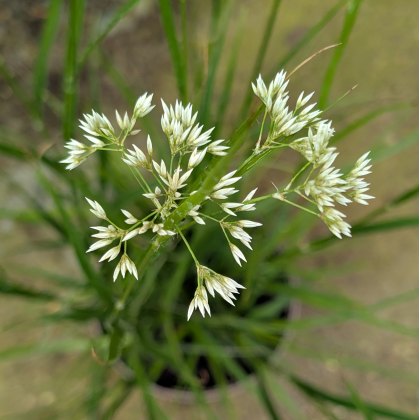 Luzula nivea