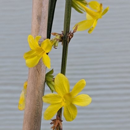 Jasminum nudiflorum AGM