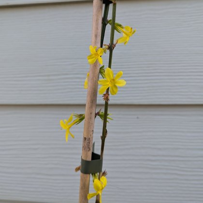 Jasminum nudiflorum AGM