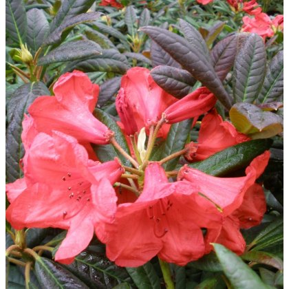 Rhododendron Elizabeth Red Foliage (Second's)