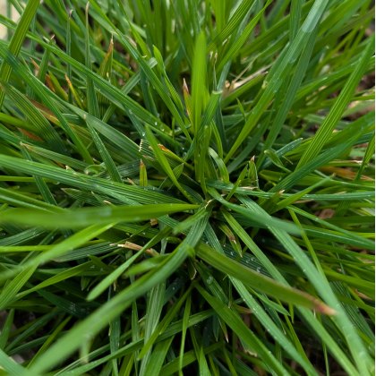 Deschampsia cespitosa 'Goldschleier' AGM
