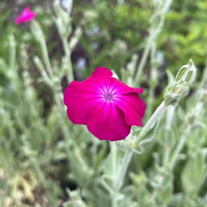 Silene coronaria AGM