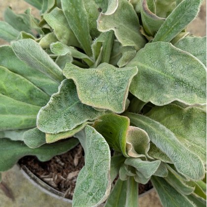 Silene coronaria AGM