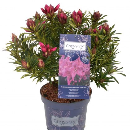 Rhododendron Grazeasy Dark Pink  INKARHO