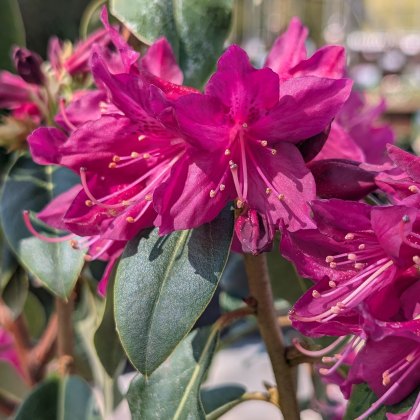 Rhododendron concinnum Pseudoyanthinum 'Tower Court Red'
