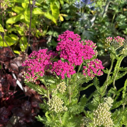 Achillea Pink Grapefruit
