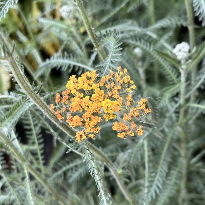 Achillea Terracota