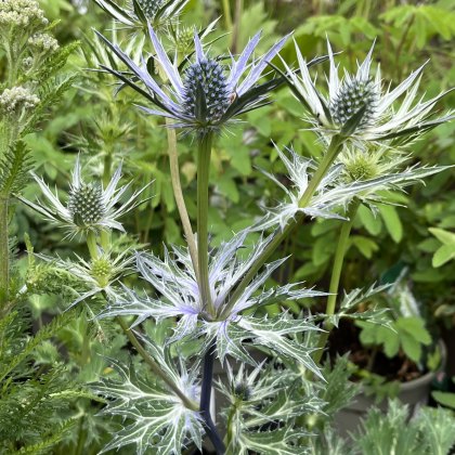 Eryngium Big Blue AGM