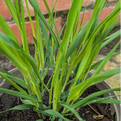 Molinia caerulea subsp. arundinacea 'Transparent' AGM