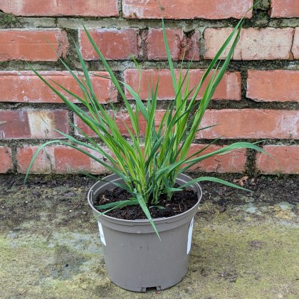 Molinia caerulea subsp. arundinacea 'Transparent' AGM