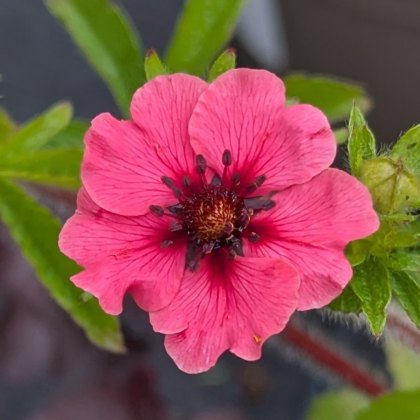Potentilla Miss Willmott