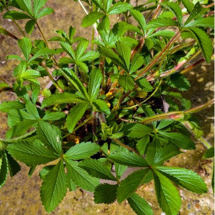 Potentilla Ron McBeath