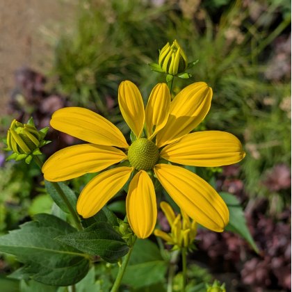 Rudbeckia Herbstonne AGM