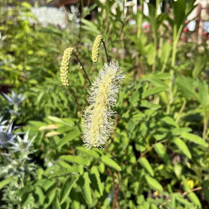 Sanguisorba albiflora