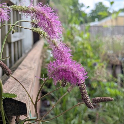 Sanguisorba Lilac Squirrel