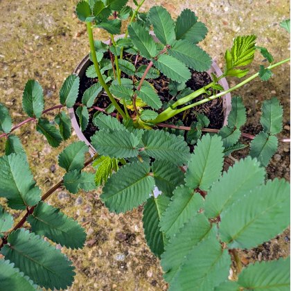 Sanguisorba Lilac Squirrel