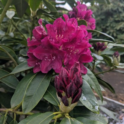 Rhododendron Old Port (Second's)