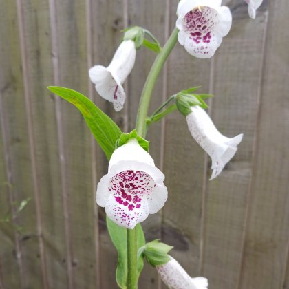 Digitalis purpurea 'Pam's Choice' AGM