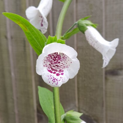 Digitalis purpurea 'Pam's Choice' AGM