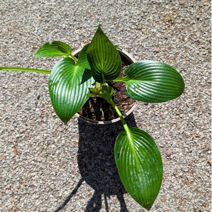 Hosta Devon Green AGM