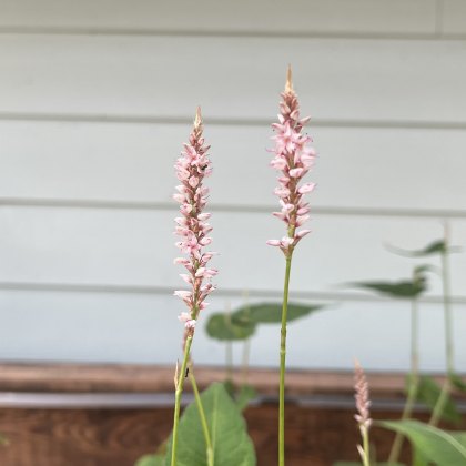 Persicaria JS Misty Morning AGM