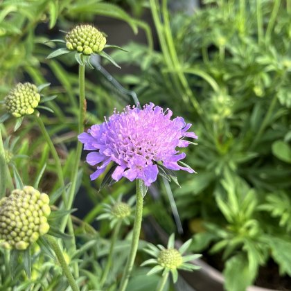 Scabiosa Misty Butterflies