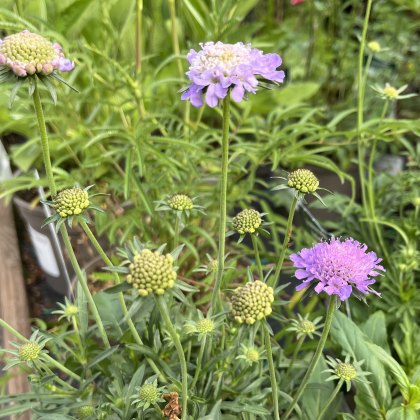 Scabiosa Misty Butterflies