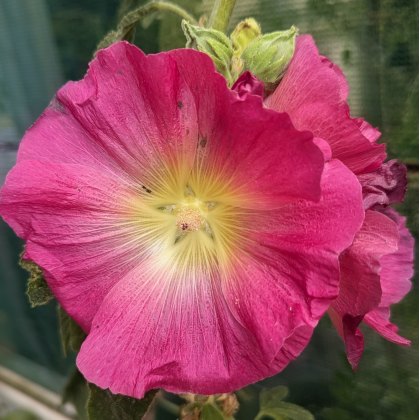 Hollyhock (Single Mixed)