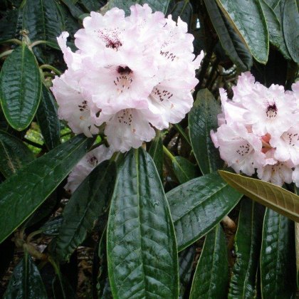 Rhododendron rex  AGM (Second's)
