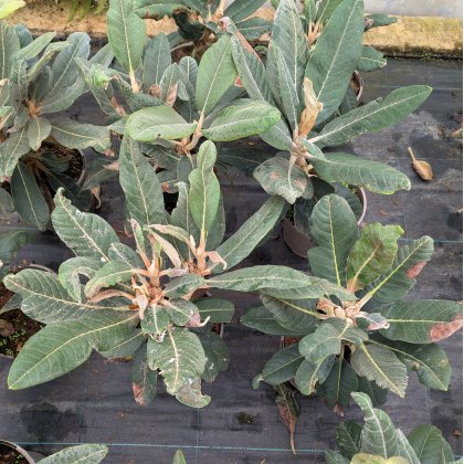 Rhododendron rex  AGM (Second's)