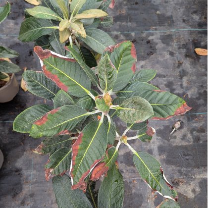 Rhododendron macabeanum  AGM (Second's)