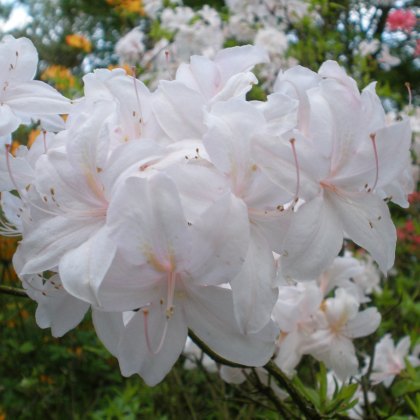 Deciduous Azalea White Lights  AGM