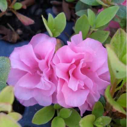 Evergreen Azalea Babuschka