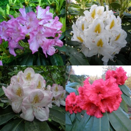 Hybrid 'Seconds' Box Deal (4 x 7.5 litre plants) Hybrid 'Seconds' Box Deal (4 x 7.5 litre plants)